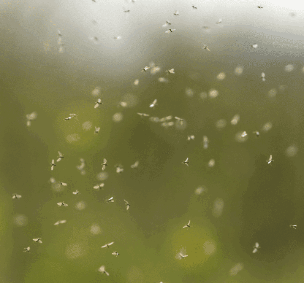 Why The UK Gets Flying Ants For Only A Short Time Every Year